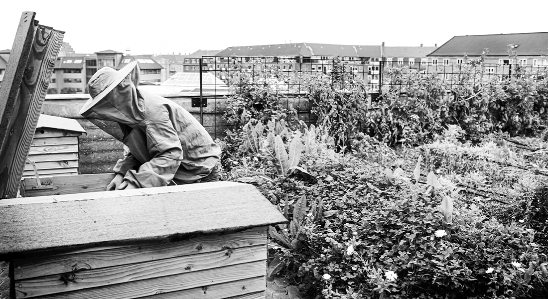 A person in formal attire tending to bees housed in small wooden structures