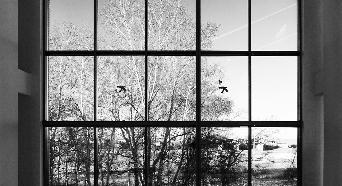 A window with trees outside, while several birds pass by in flight