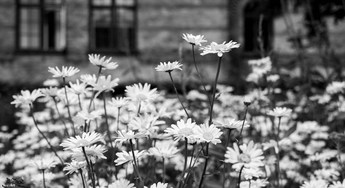 Blomster foran bygning Blomster foran bygning