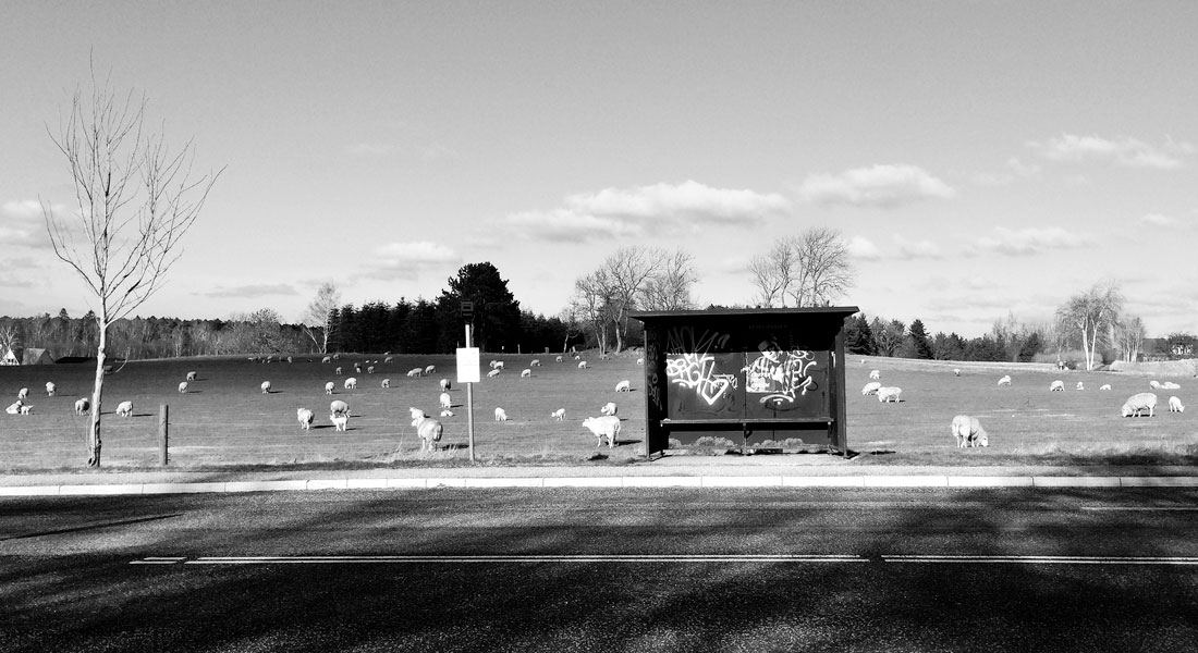 foto af busstoppested og får på en mark foto af busstoppested og får på en mark