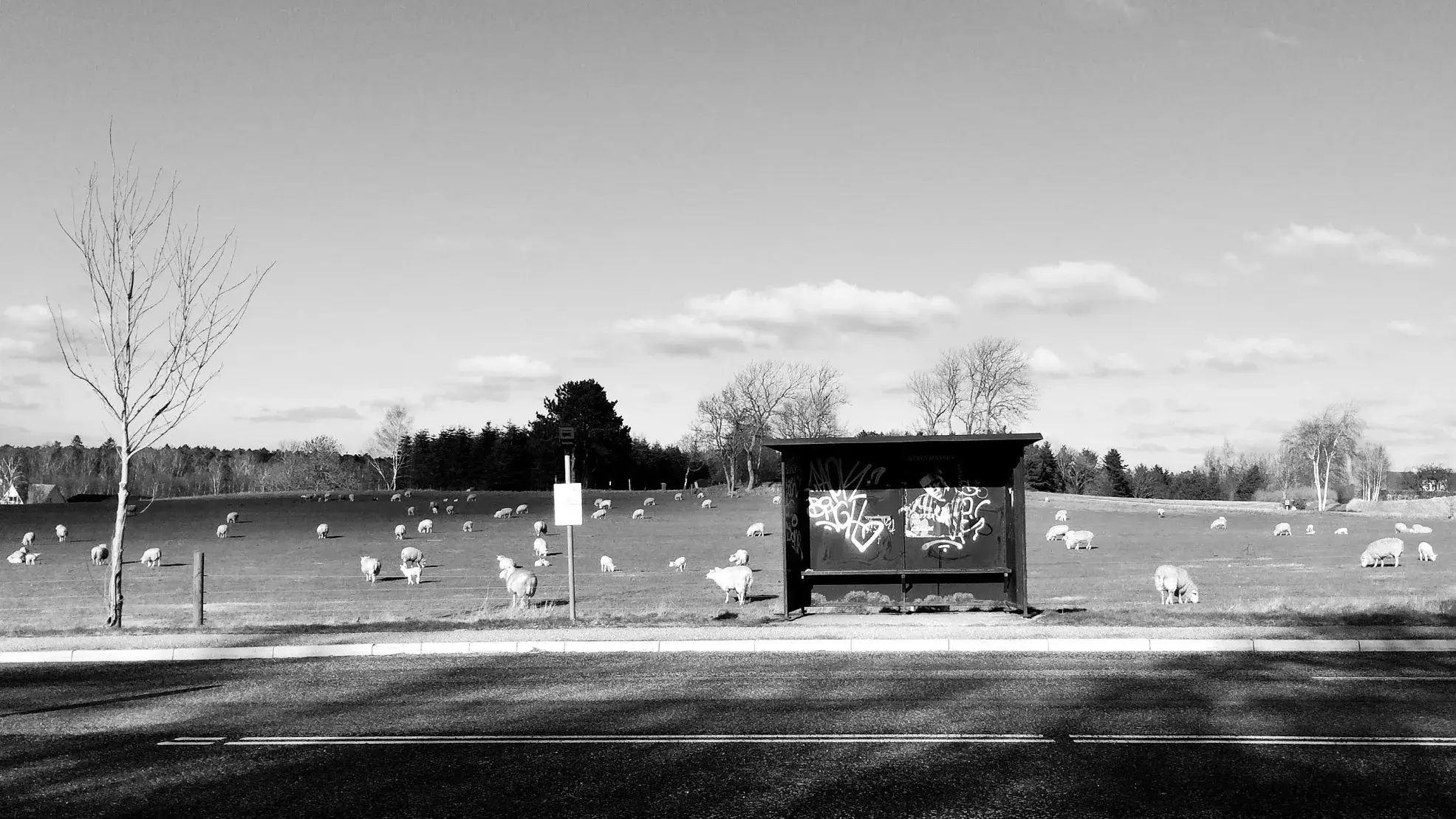 Foto: Mette Frandsen Busstop med får i baggrunden
